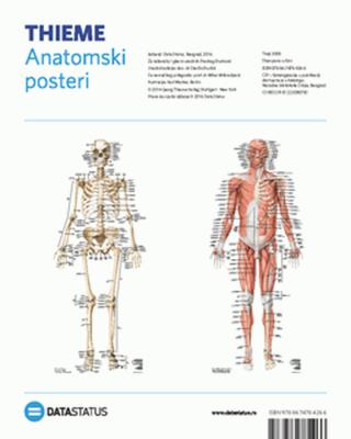 anatomski posteri kosti i mišići 