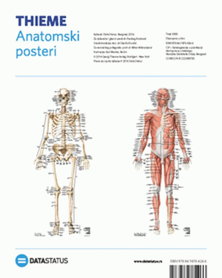 anatomski posteri kosti i mišići 